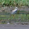 yellow legs_S1170014