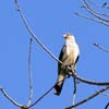 yellow-headed caracara_1853