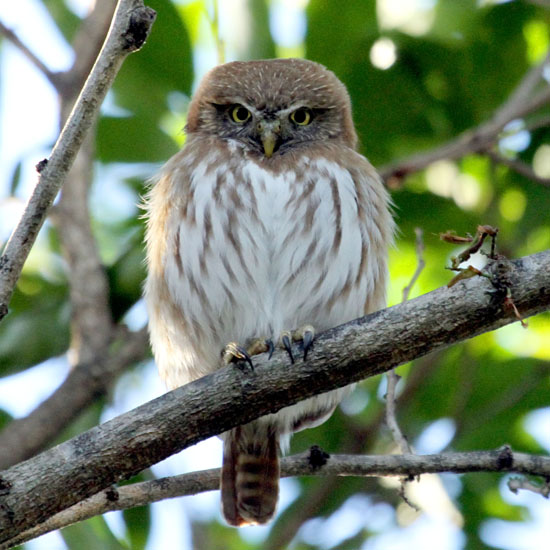 Ferruginous Pygmy-Owl _1235
