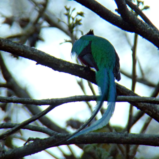 Resplendent Quetzal_P1120195
