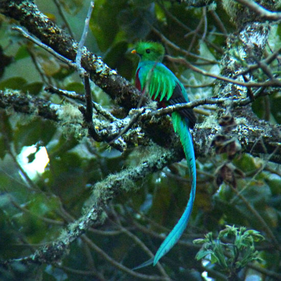 Resplendent Quetzal_P1120196