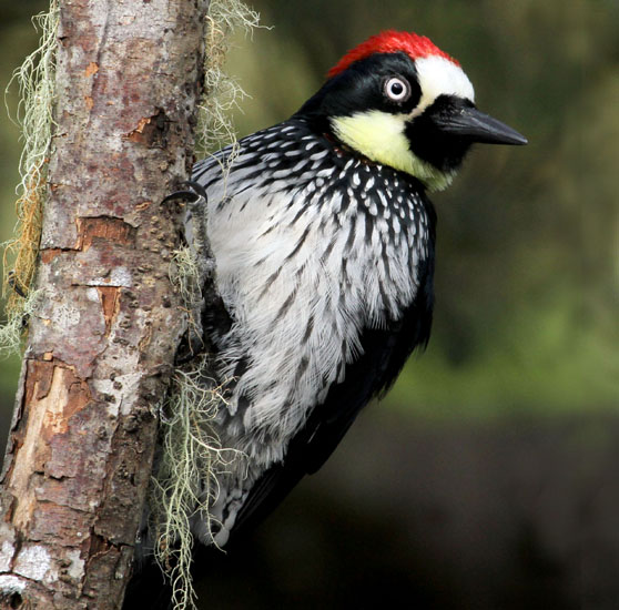 acorn woodpecker 2-1