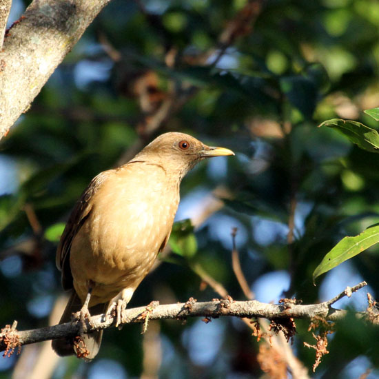 clay coloured robin_1248