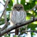 Ferruginous Pygmy-Owl _1235