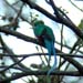 Resplendent Quetzal_P1120194