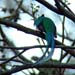 Resplendent Quetzal_P1120195