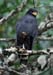 black hawk_2221