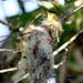 black-headed tody flycatcher_2441