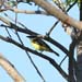 boat-billed flycatcher_1256