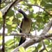 chackalaca S1140002