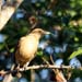 clay coloured robin_1248