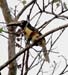 collared aracari
