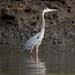 great blue heron_2263