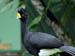 great curassow_4074
