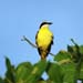 great kiskadee_2817