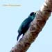 green honeycreeper_3081