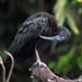 green ibis_4448