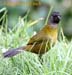 large footed finch-2