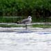 laughing gull_4620