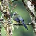 long-tailed siky_1722