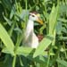 northern jacana 4