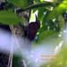 northern-barred woodcreeper_3285