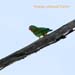 orange chinned parrot_1237