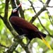 oropendola_4740