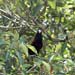 oropendola__3143