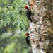 pale billed woodpecker_4091