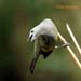 palm tanager_3434