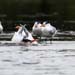 royal tern_4623