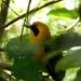 rufous motmot_3998