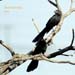 smooth billed ani_0888