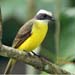 social flycatcher_4729