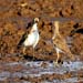 spotted sandpiper