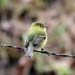 yellowish warbler_1393