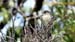 Black-capped Flycatcher_1490