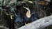 anhinga_3584