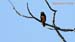 baltimore oriole_3366