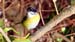 bananaquit_0984