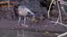 bare-throated tiger heron_2309