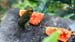 black faced grosbeak_0999