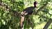 black guan_3210