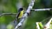 black-headed tody flycatcher_2433