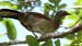 chacjalaca_3199