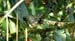 chestnut-sided warbler juv_3860