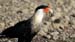 crested caracara_1929