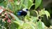 golden hooded tanager_4058