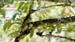 golden-olive woodpecke_3038